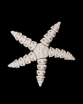 Articulated Skeleton Starfish Figurine